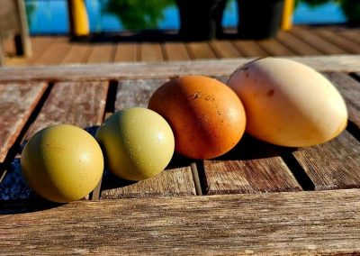 http://bella-mercado.com/farm-fresh/